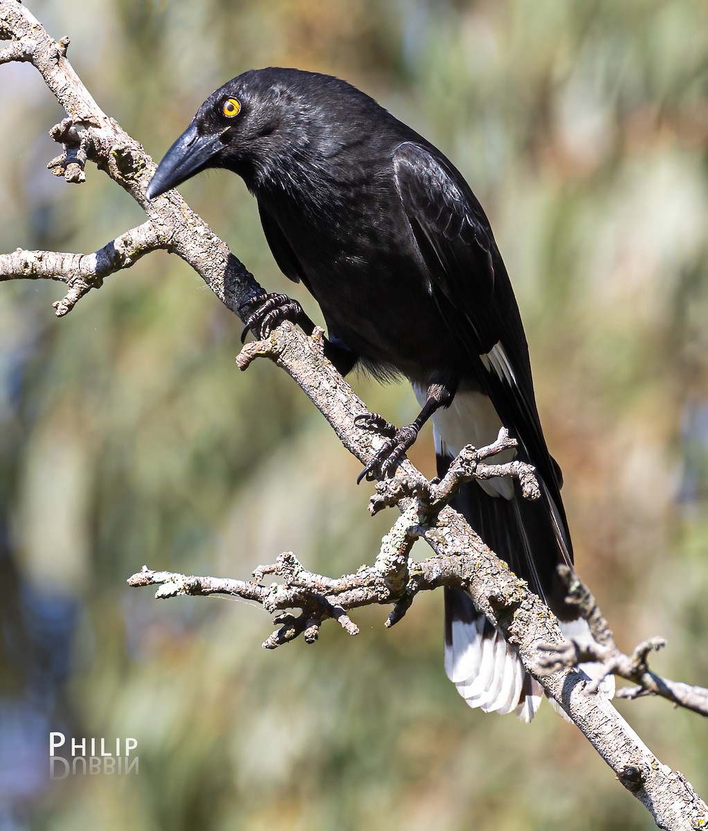 Pied Currawong - ML638263335