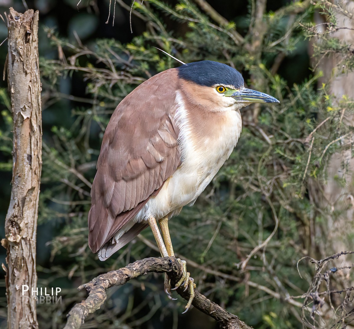 Nankeen Night Heron - ML638263338