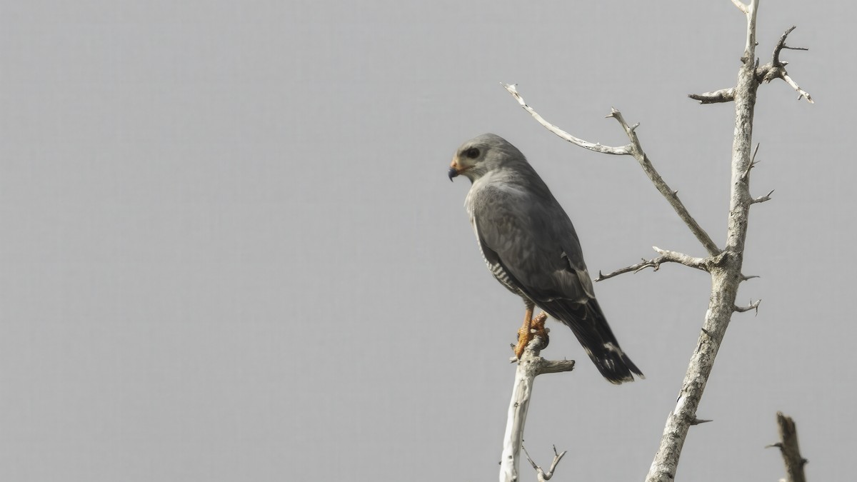 Kertenkele Şahini - ML638263344