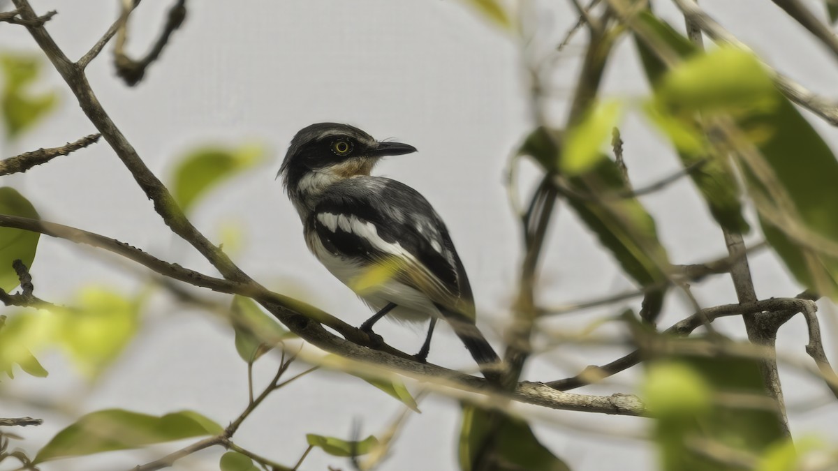Pale Batis - ML638263352