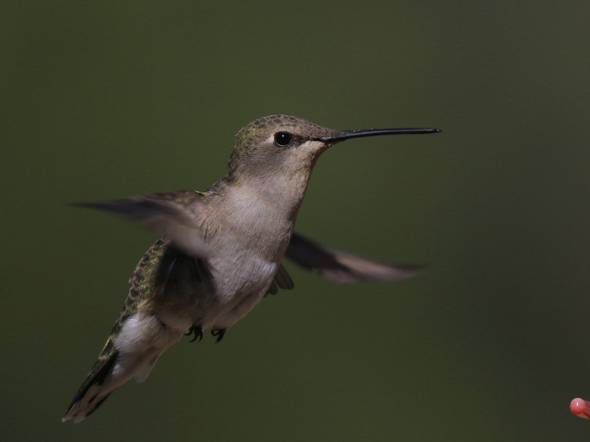 Black-chinned Hummingbird - ML638263376