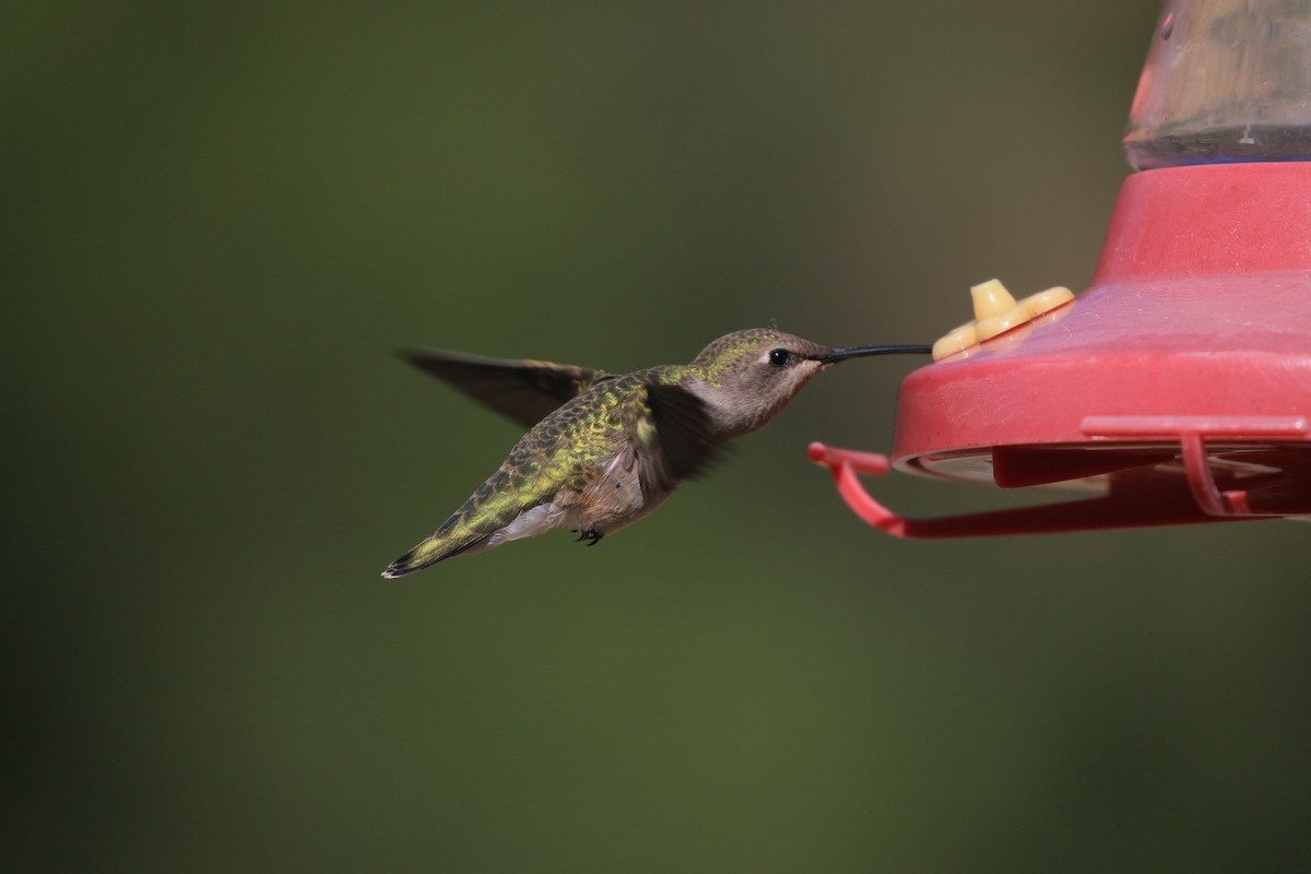 Black-chinned Hummingbird - ML638263377