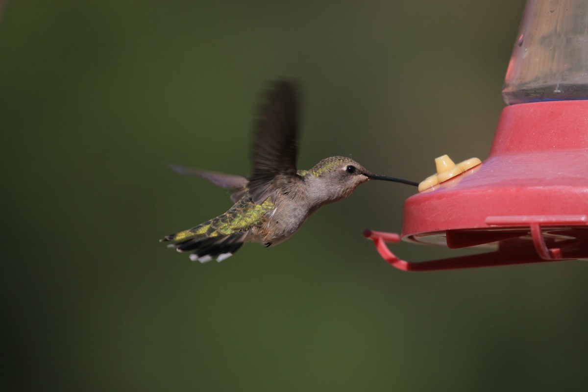 Black-chinned Hummingbird - ML638263378