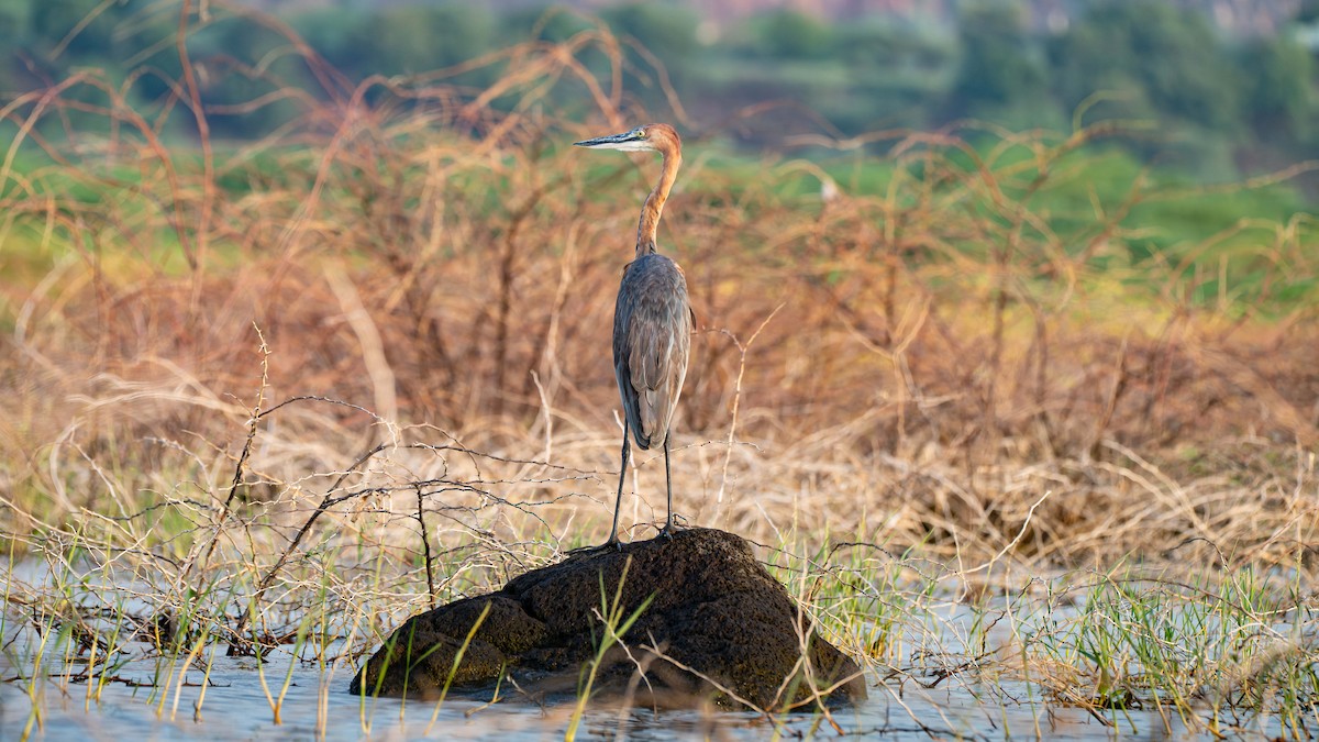 Goliath Heron - ML638263386