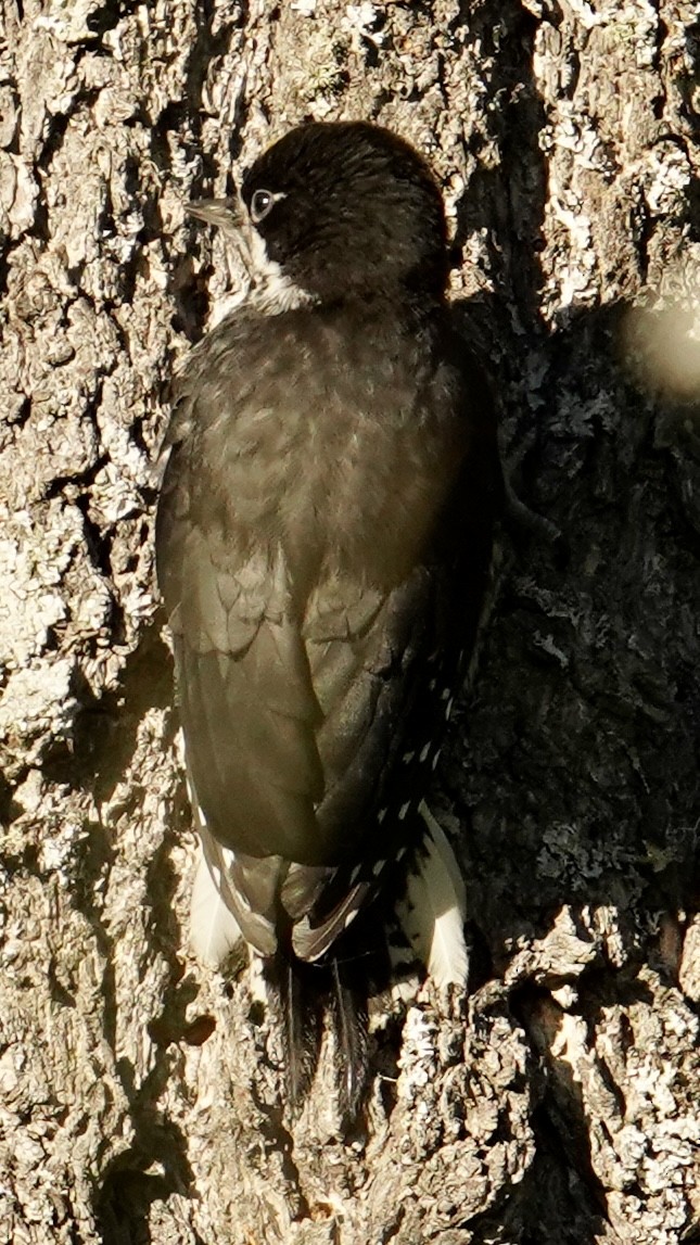 Black-backed Woodpecker - ML638263390