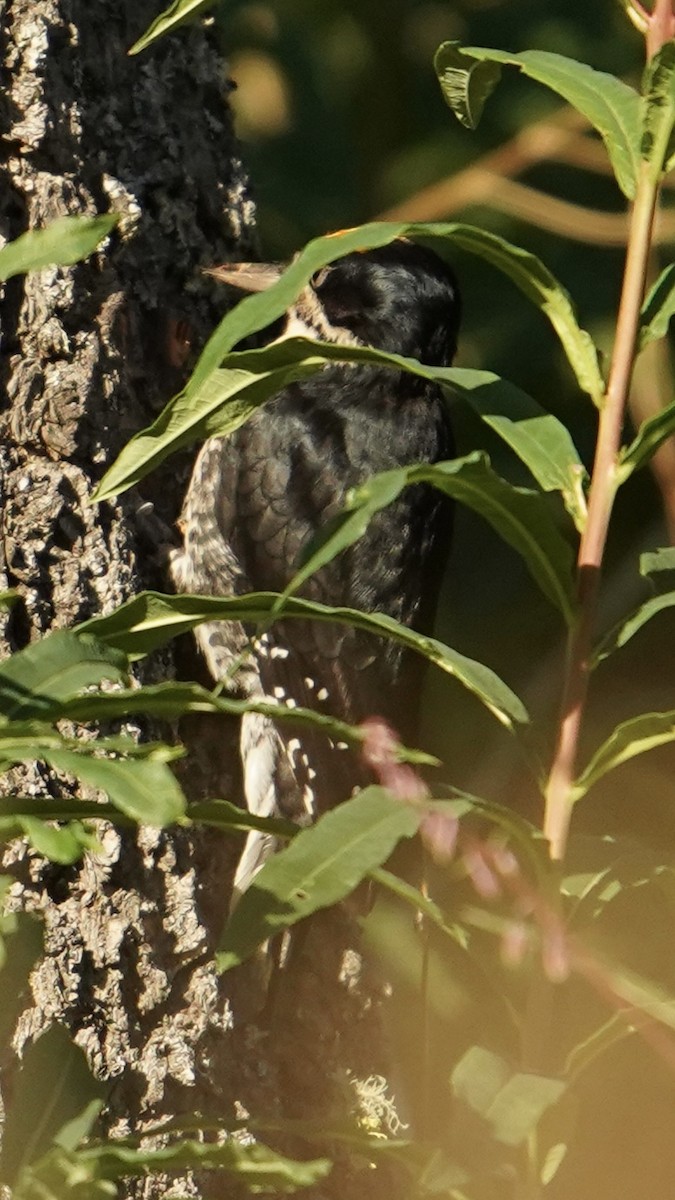 Black-backed Woodpecker - ML638263391