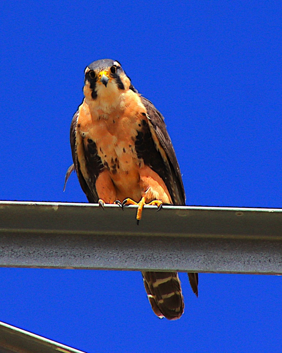 Aplomado Falcon - ML638263392