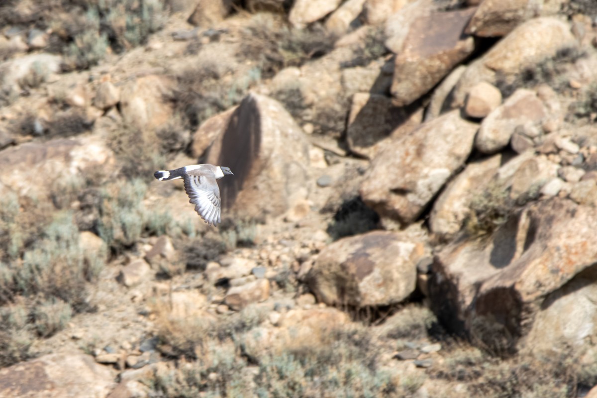 Snow Pigeon - ML638263395