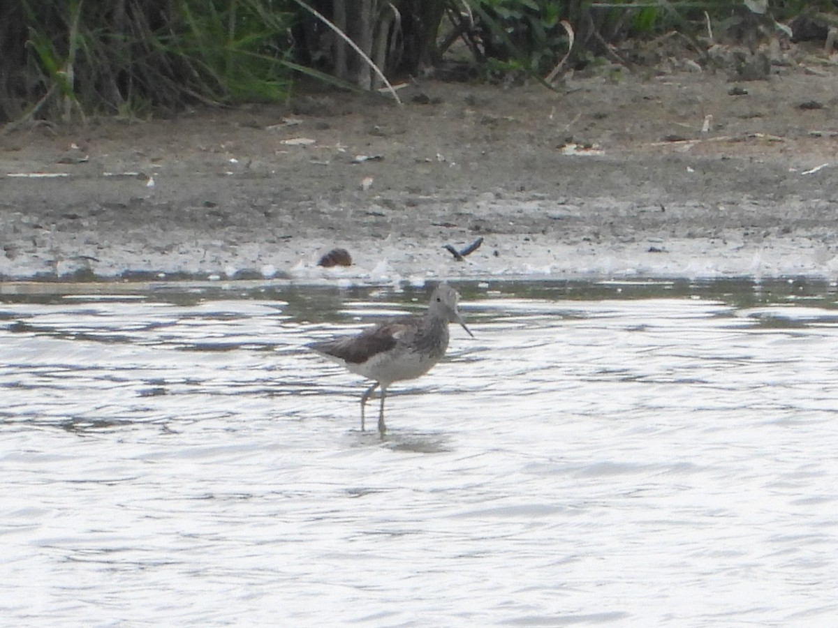 青足鷸 - ML638263424