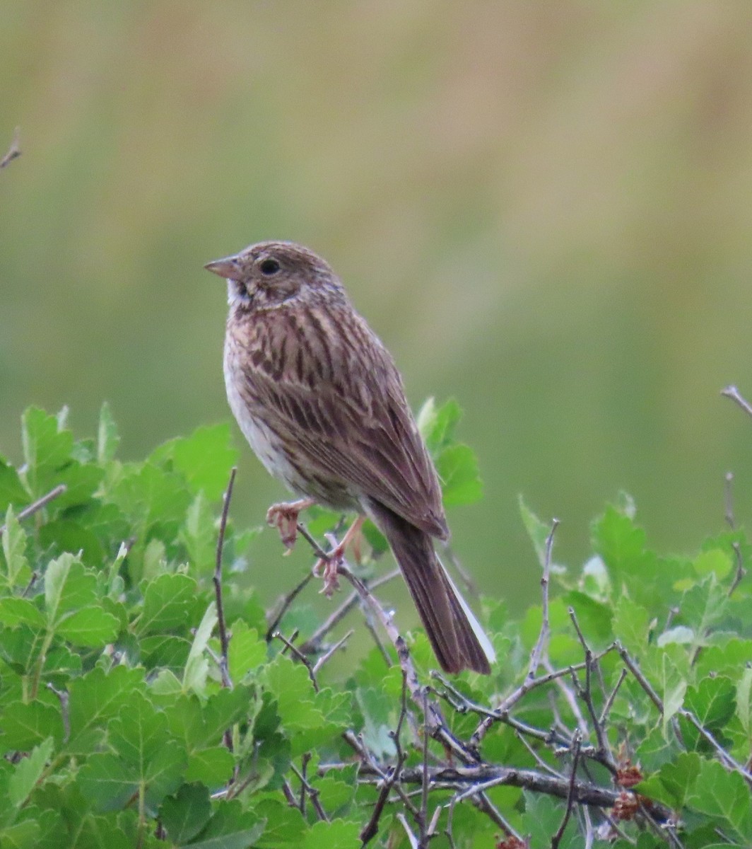Vesper Sparrow - ML638263439