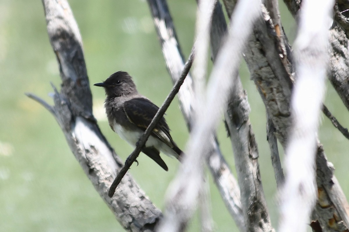 Black Phoebe - ML638263478