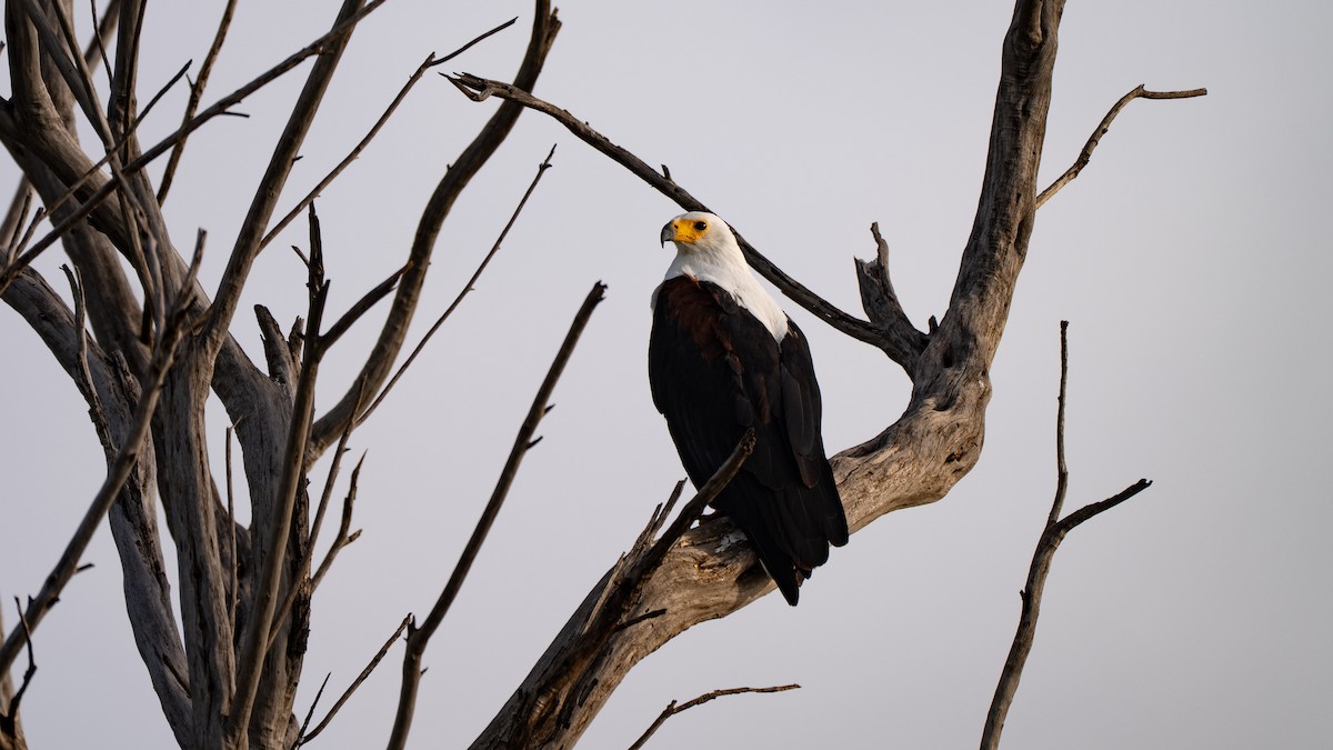 African Fish-Eagle - ML638263481