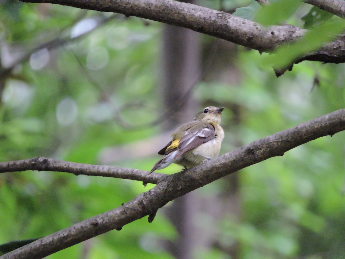 Yellow-rumped Flycatcher - ML638263482