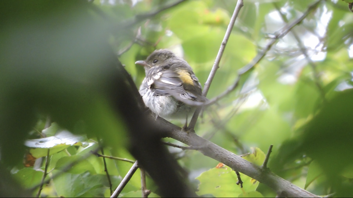 Yellow-rumped Flycatcher - ML638263483
