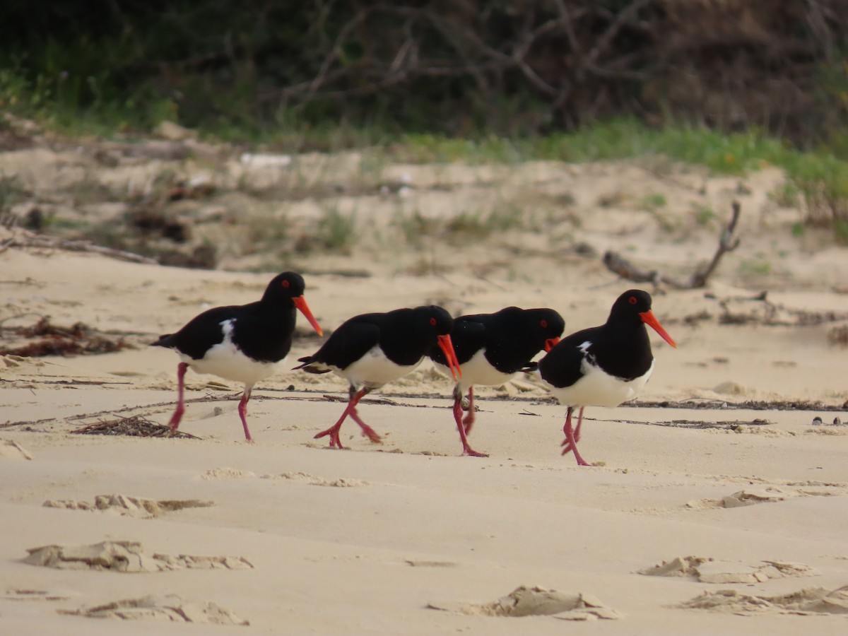 Pied Oystercatcher - ML638263487