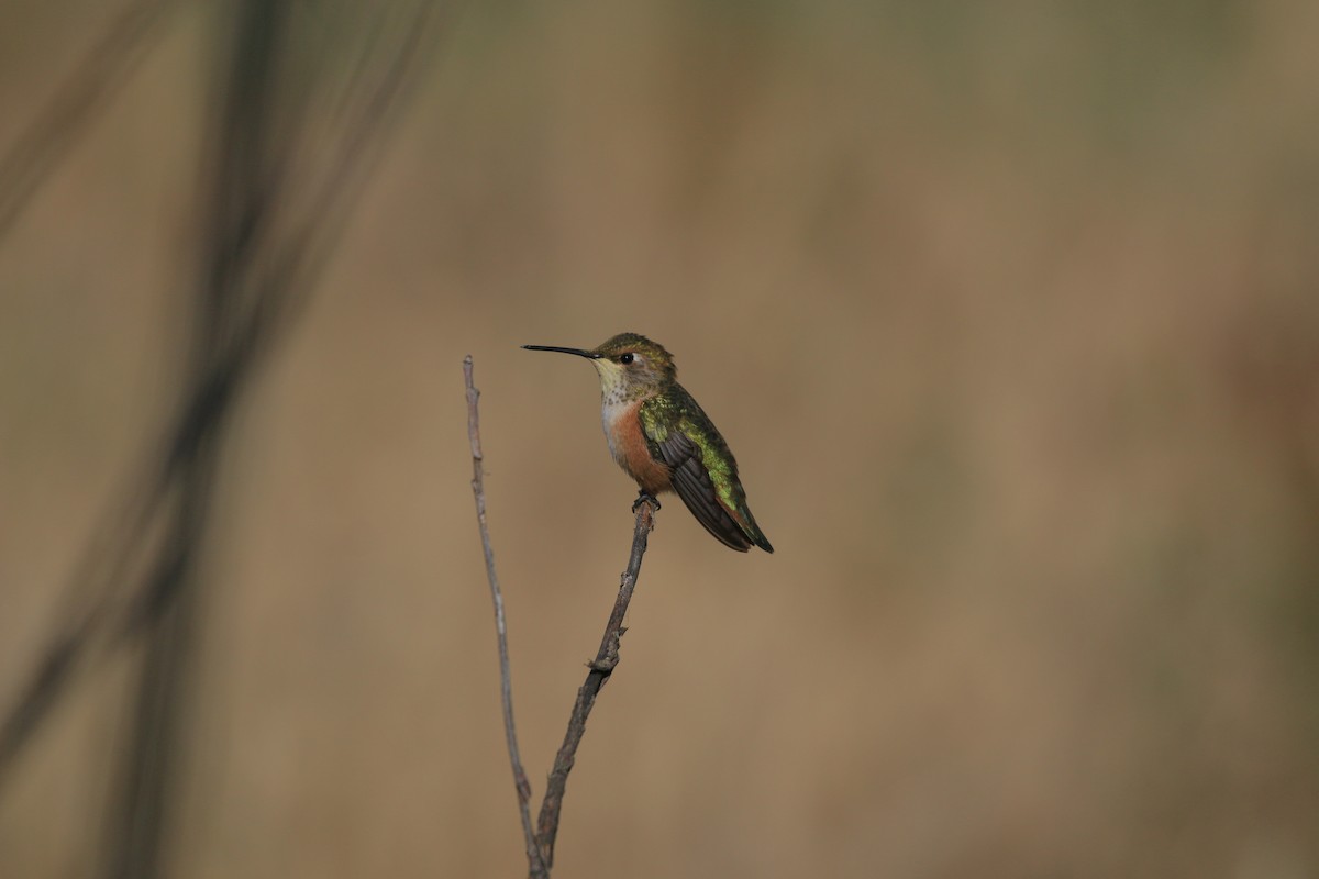 Rufous Hummingbird - ML638263511