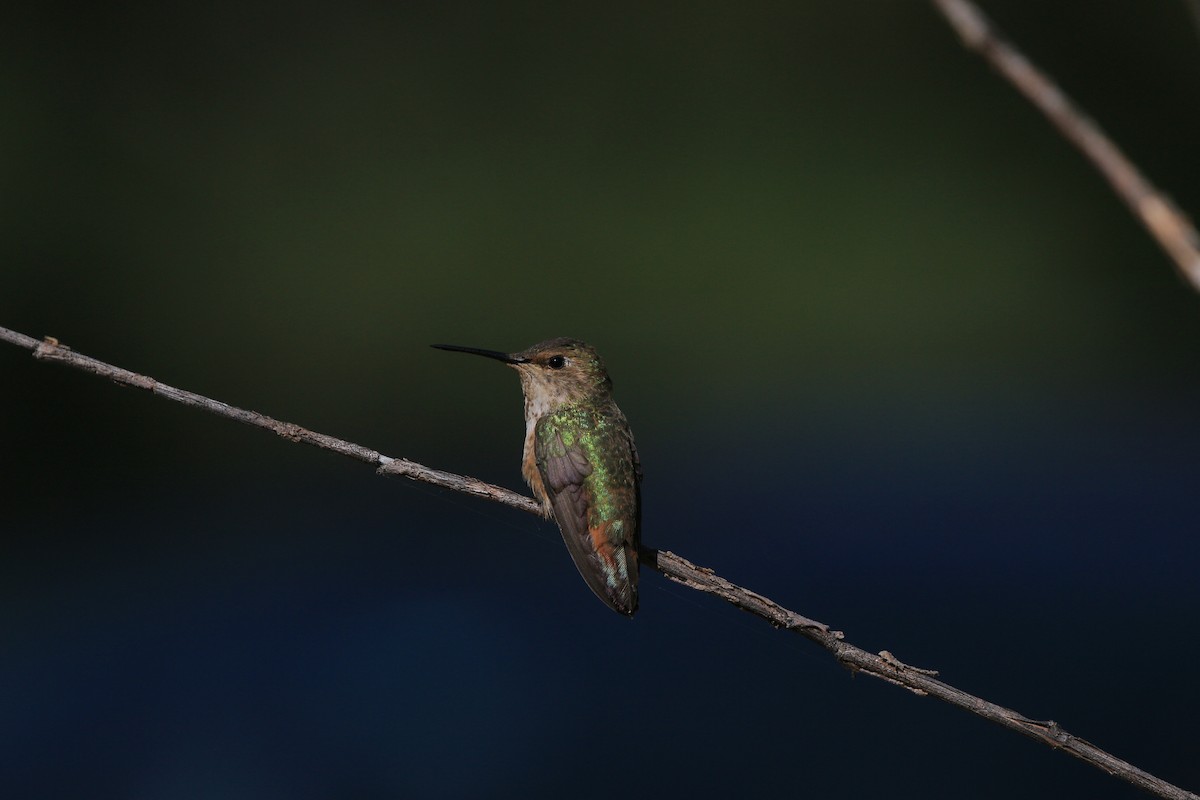 Rufous Hummingbird - ML638263512