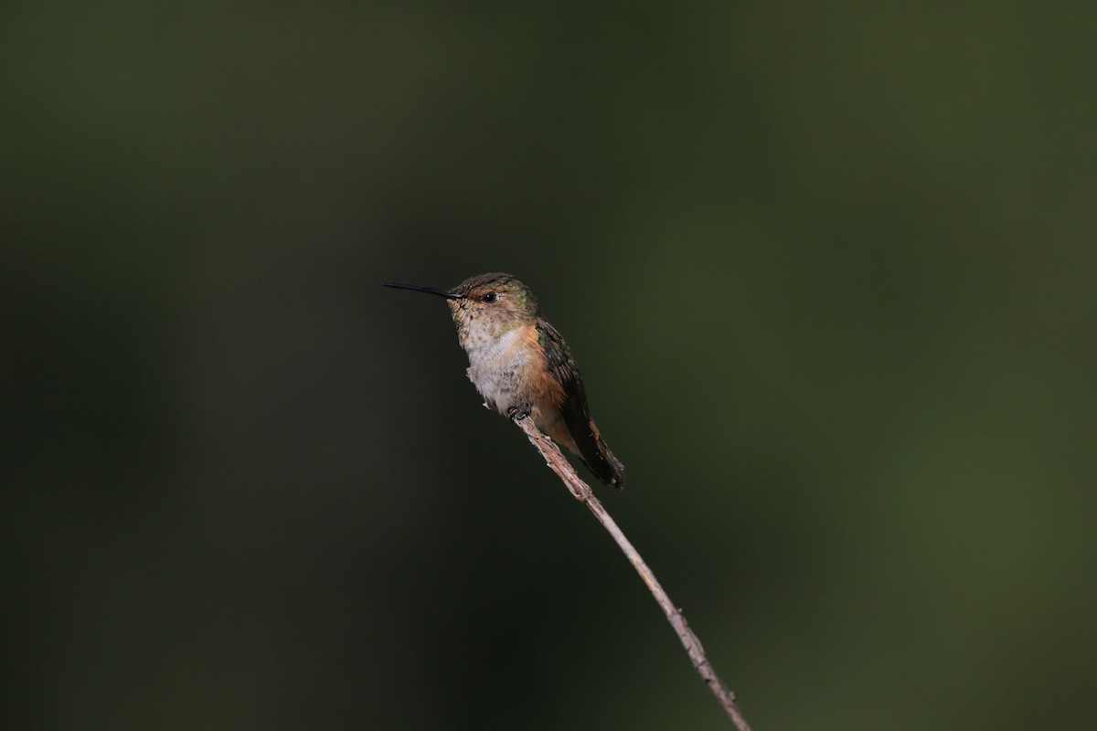 Rufous Hummingbird - ML638263513