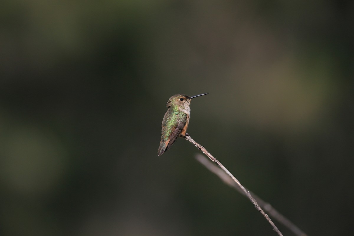 Rufous Hummingbird - ML638263514