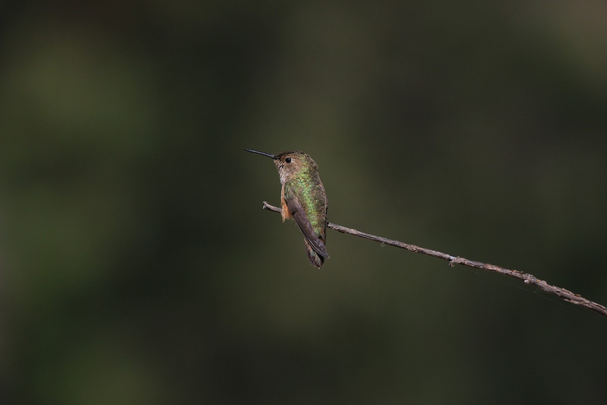 Rufous Hummingbird - ML638263515