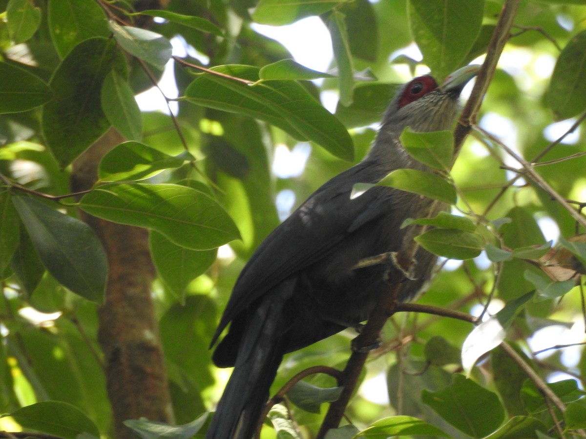 Green-billed Malkoha - ML638263523