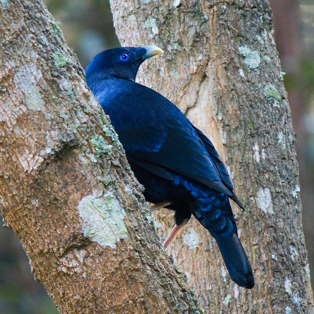 Satin Bowerbird - ML638263524
