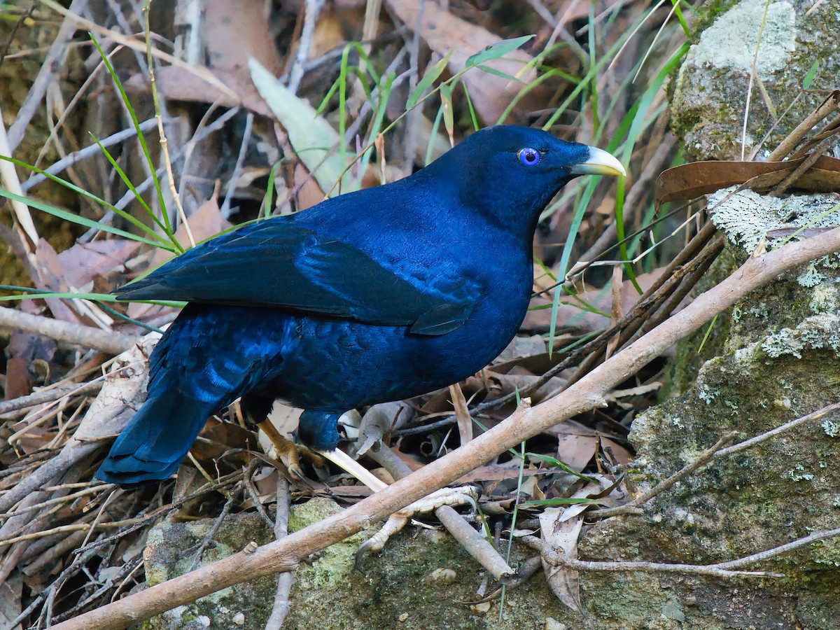 Satin Bowerbird - ML638263525