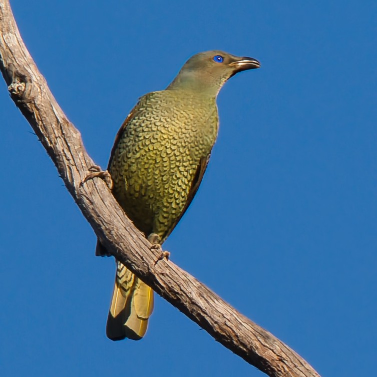 Satin Bowerbird - ML638263529
