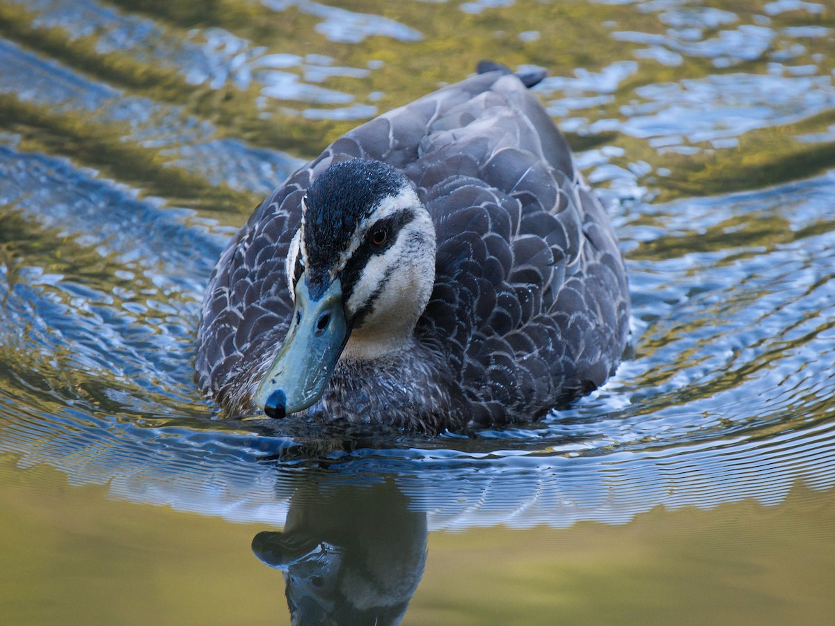 Pacific Black Duck - ML638263536