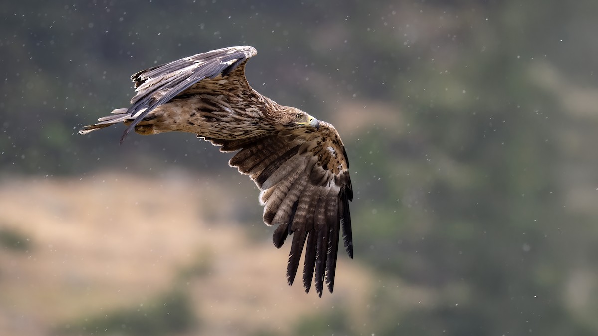Imperial Eagle - ML638263537