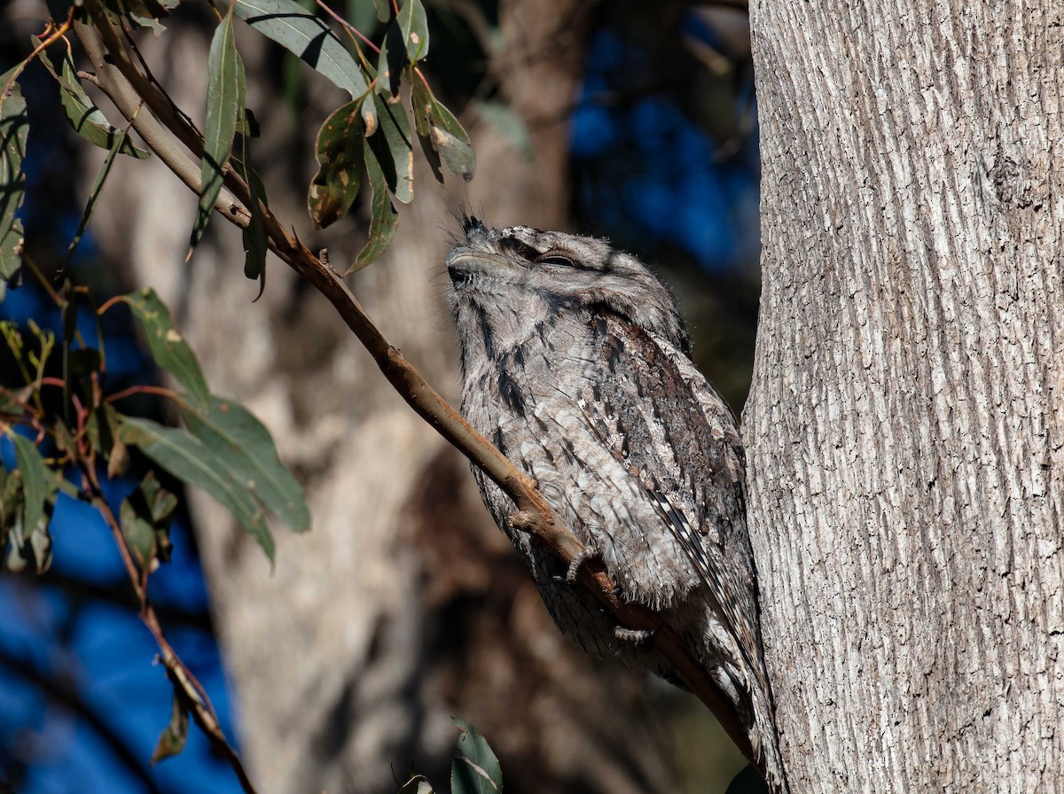 Tawny Frogmouth - ML638263544