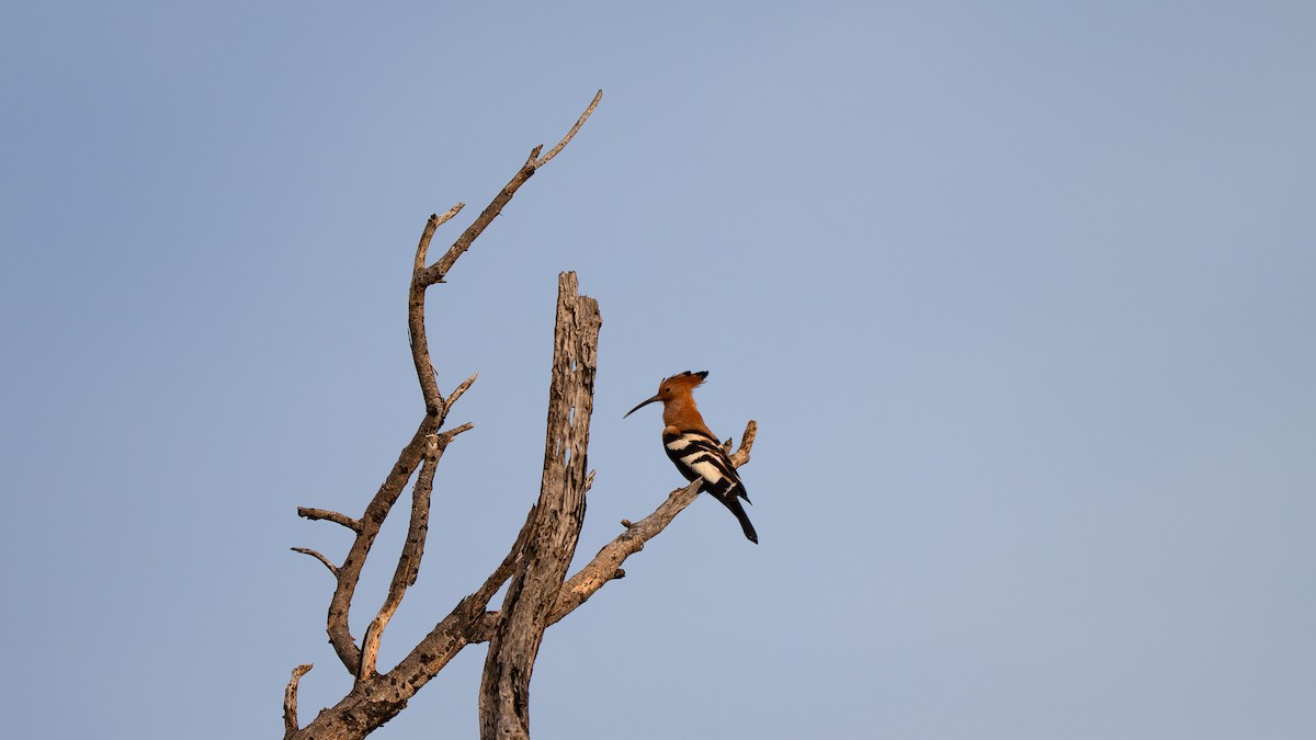 Eurasian Hoopoe (African) - ML638263549