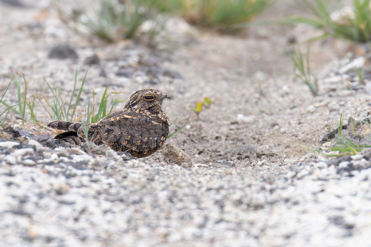 Savanna Nightjar - ML638263552