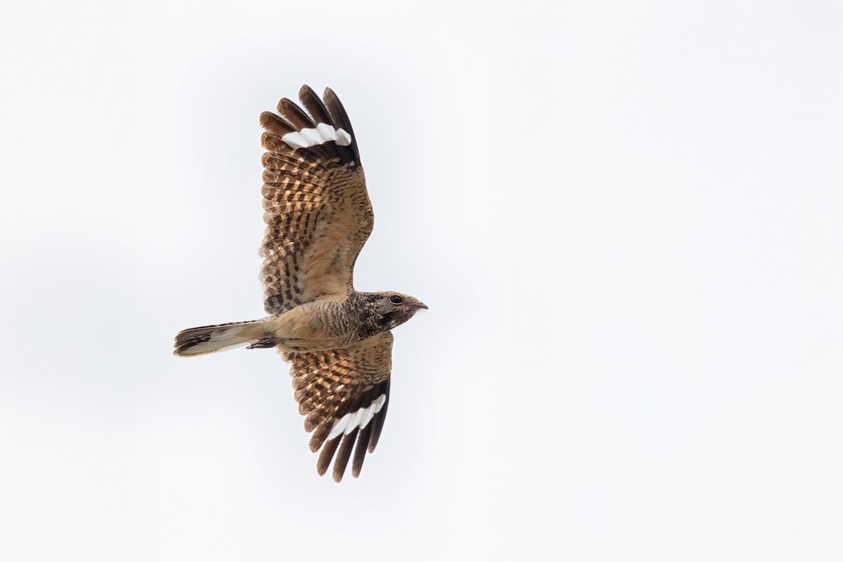 Savanna Nightjar - ML638263553