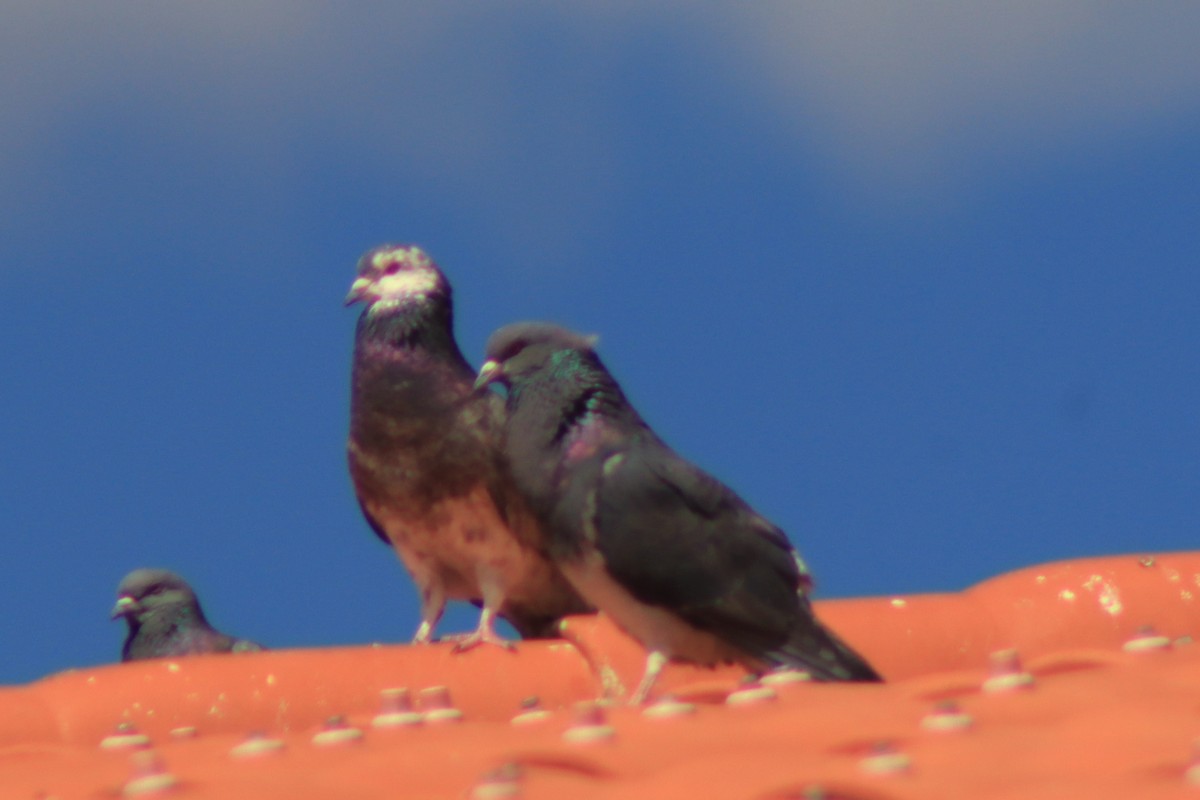 Pigeon biset (forme domestique) - ML638263556