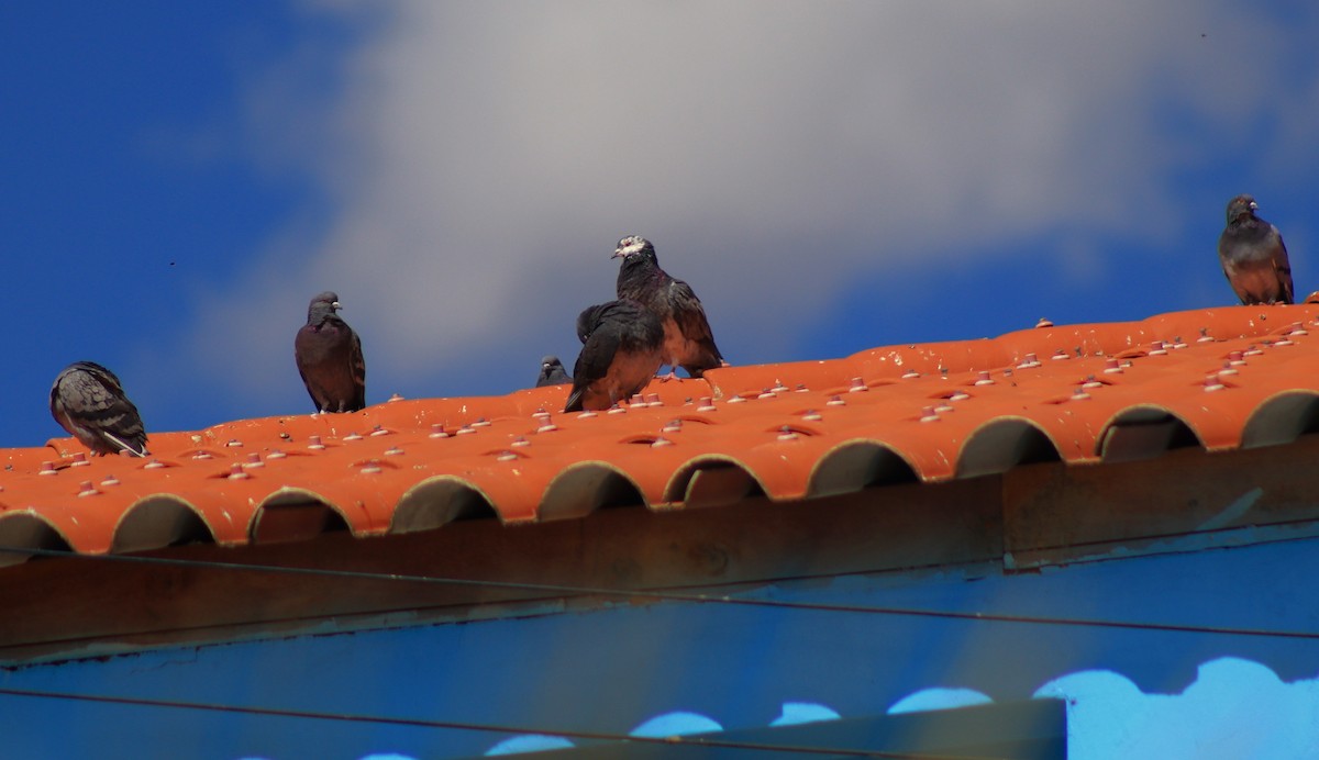 Pigeon biset (forme domestique) - ML638263557