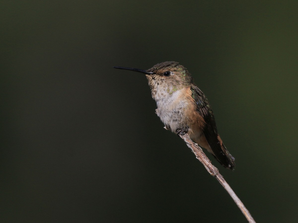 Rufous Hummingbird - ML638263560