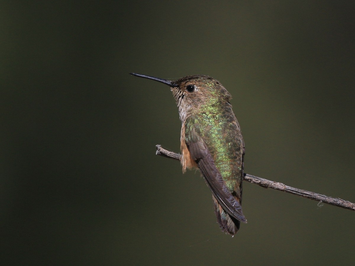 Rufous Hummingbird - ML638263561