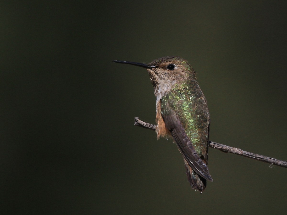 Rufous Hummingbird - ML638263562