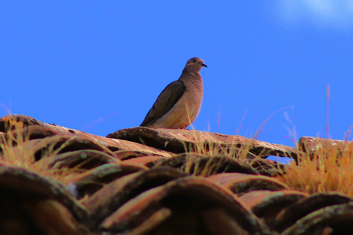 Eared Dove - ML638263566