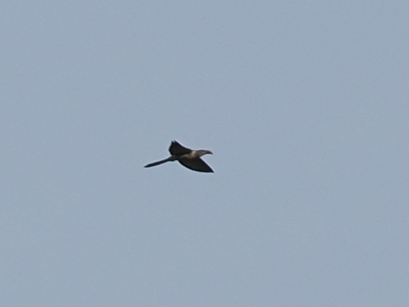 Channel-billed Cuckoo - ML638263571