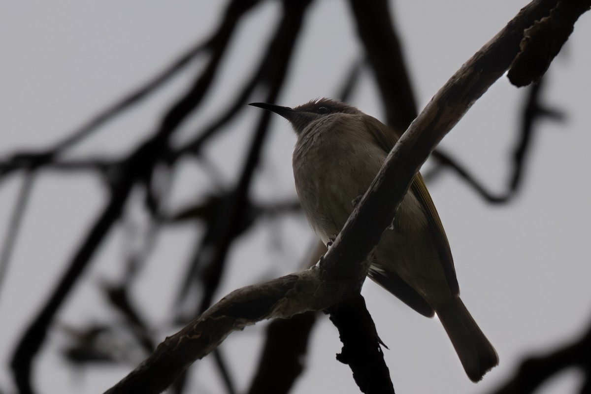 Brown Honeyeater - ML638263574