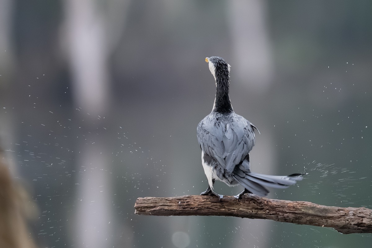 Little Pied Cormorant - ML638263584