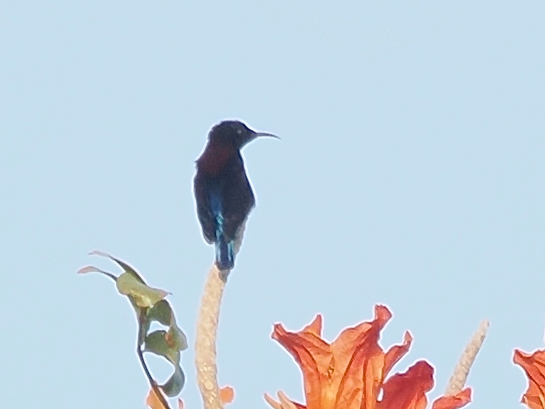 クロタイヨウチョウ - ML638263585