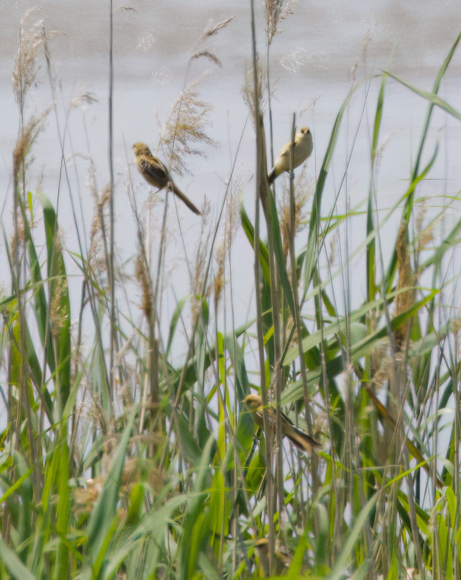 Bearded Reedling - ML638263611