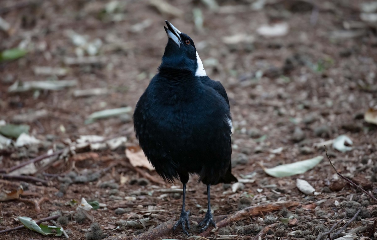 Australian Magpie (Black-backed) - ML638263612