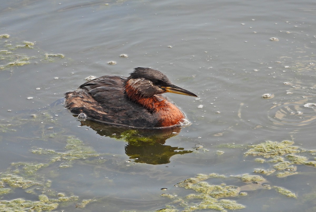 Red-necked Grebe - ML638263620