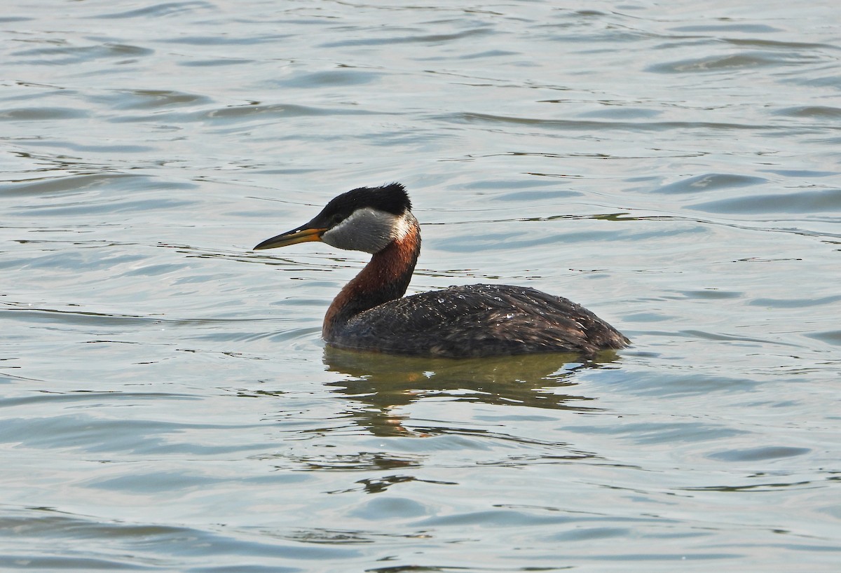 Red-necked Grebe - ML638263621