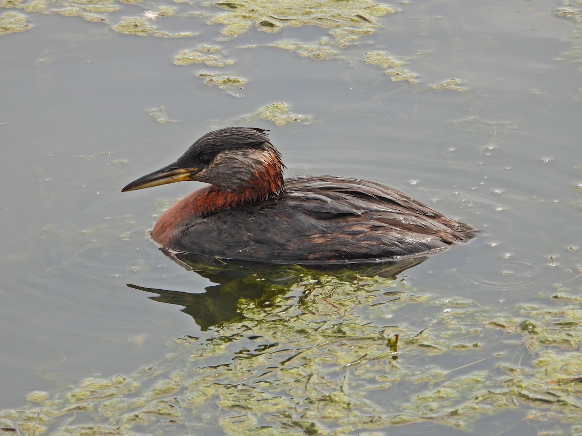 Red-necked Grebe - ML638263623