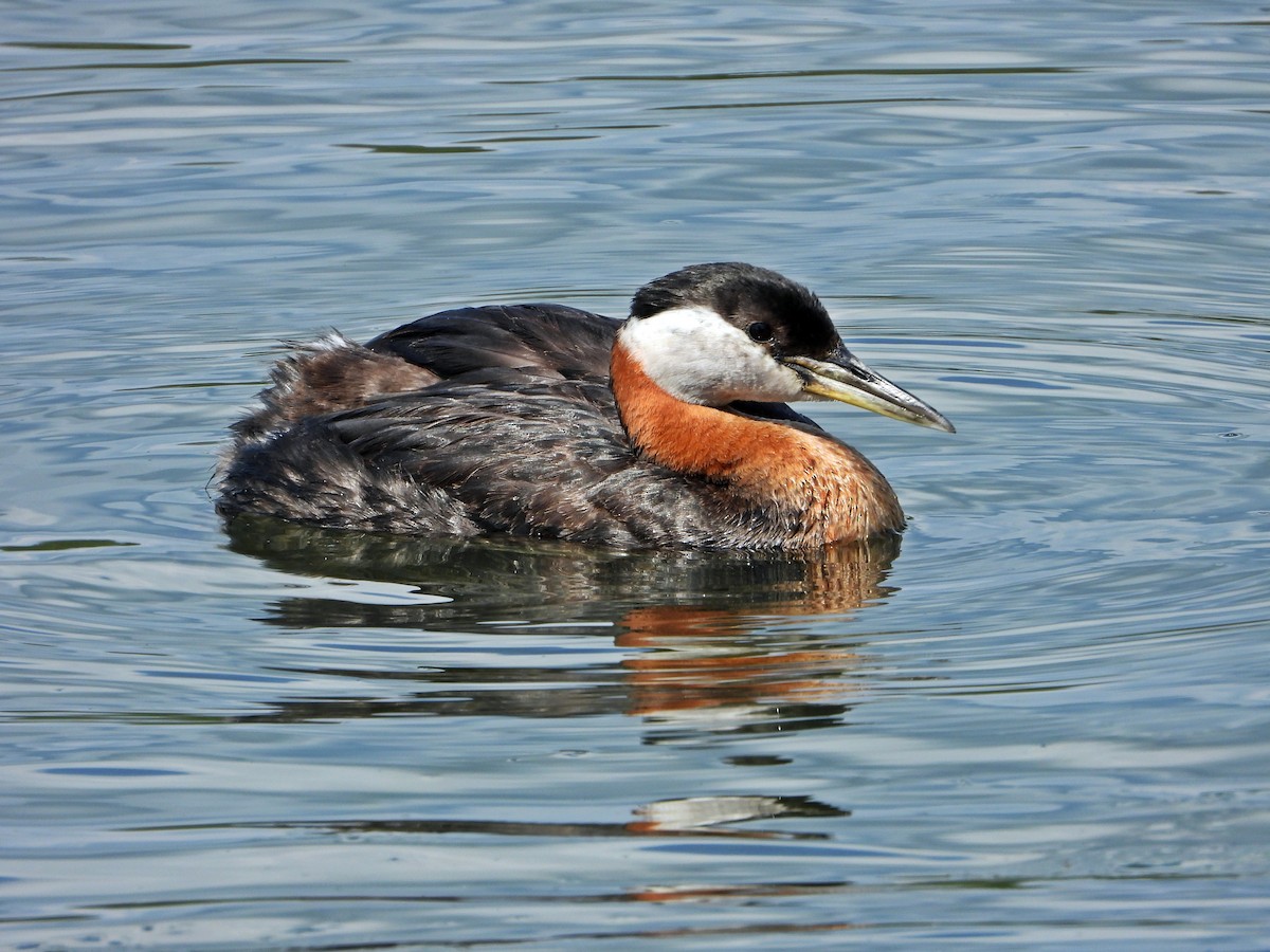 Red-necked Grebe - ML638263625